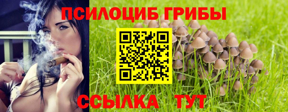 Псилоцибиновые грибы Psilocybe Зерноград